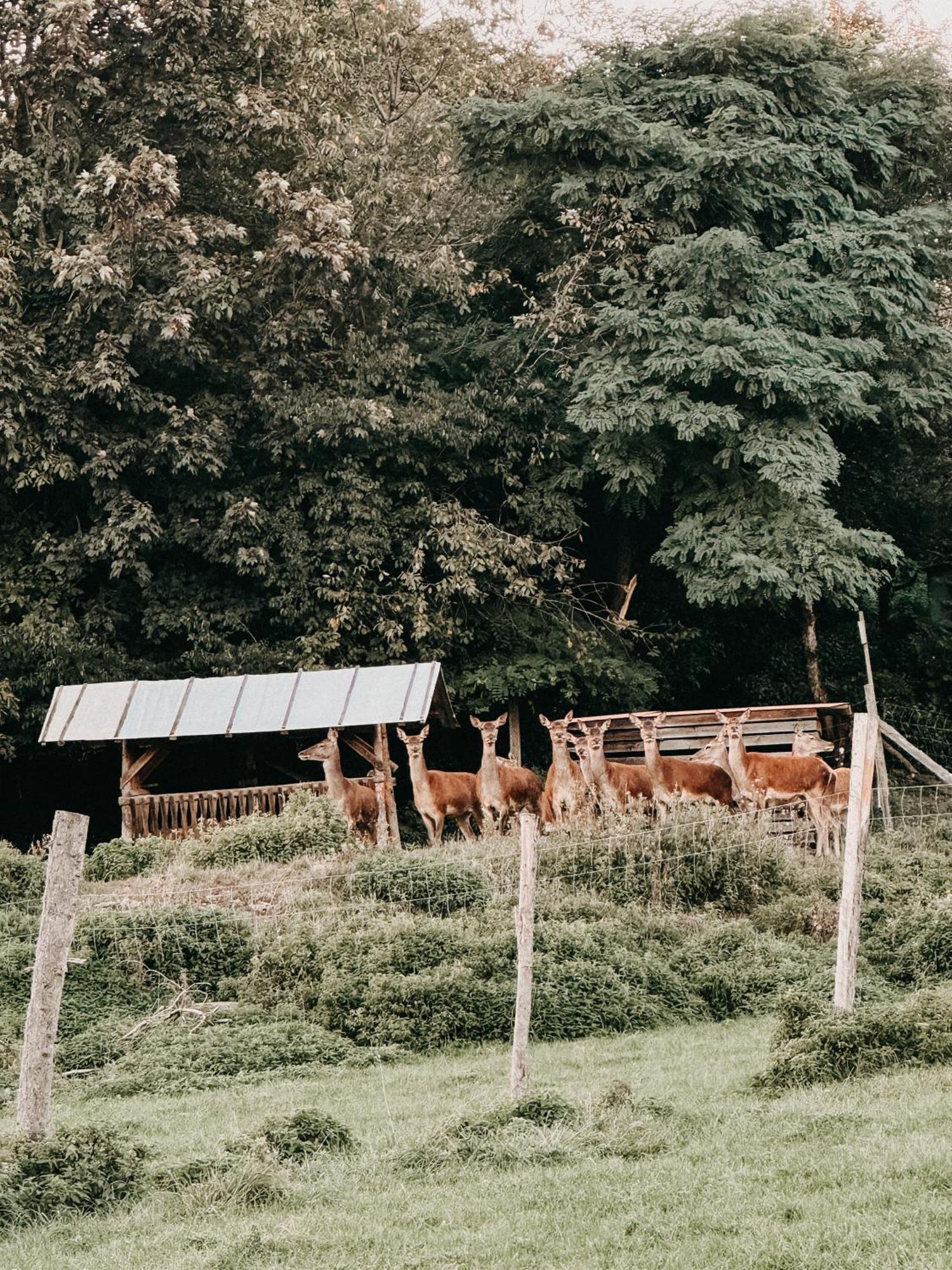 Exklusives Mit Bergblick Апартаменты Steinhoring